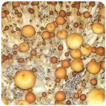 Псилоцибиновые (галлюциногенные) грибы в Семилуках Psilocybin "Golden Teacher" Псилоцибиновые (галлюциногенные) грибы в Семилуках Psilocybin "Golden Teacher"