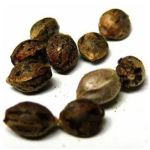 Семена марихуаны АК-47  (Seeds AK-47) в Семилуках